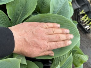 Funkia (Hosta) Blue Mammoth zdjęcie 2