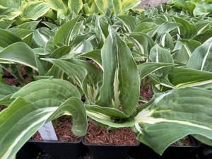 Funkia (Hosta) Funkia (Hosta) Center Of Attention zdjęcie 2 zdjęcie 2