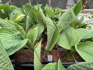 Funkia (Hosta) Jurassic Park zdjęcie 4