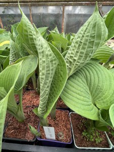 Funkia (Hosta) Jurassic Park zdjęcie 3