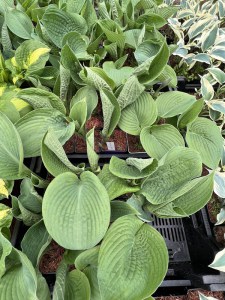Funkia (Hosta) Jurassic Park zdjęcie 2