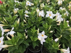 Sandewilla (Sundaville, dipladenia) Classic Pearl zdjęcie sadzonki