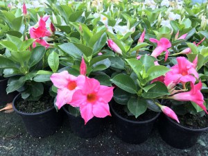 Sandewilla (Sundaville, dipladenia) Classic Pink zdjęcie sadzonki