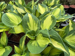 Funkia (Hosta) Color Festival zdjęcie 3