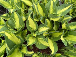 Funkia (Hosta) Color Festival zdjęcie 2