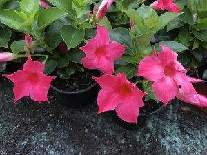 Sandewilla (Sundaville, dipladenia) Classic Pink zdjęcie 2