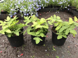Długosz królewski (Osmunda regalis) Purpurascens c2 zdjęcie sadzonki