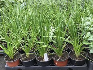 Trytoma (Kniphofia) Ice Queen zdjęcie sadzonki