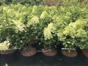 Hortensja bukietowa (Hydrangea) Bobo c3 zdjęcie sadzonki