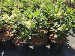 Hortensja bukietowa (Hydrangea) Baby Lace c3 zdjęcie sadzonki
