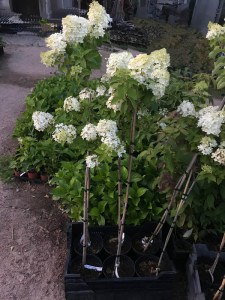 Hortensja bukietowa (Hydrangea paniculata) Limelight c3 zdjęcie sadzonki