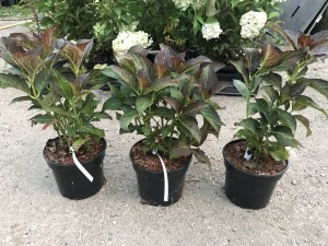 Hortensja ogrodowa (Hydrangea) Miss Saori c3 zdjęcie sadzonki