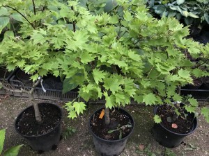 Klon Shirasawy (Acer shirasawum) Aureum c7,5 zdjęcie sadzonki