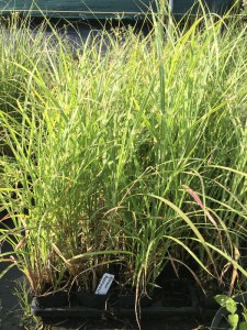 Miskant chiński (Miscanthus sinensis) Punktchen zdjęcie sadzonki