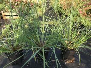 Trawa rozplenica japońska piórkówka (Pennisetum) Lady U zdjęcie sadzonki