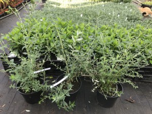 Budleja skrętolistna (Budleja alternifolia) Unique c3 zdjęcie sadzonki