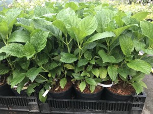 Hortensja ogrodowa (Hydrangea) Miss Saori c3 zdjęcie sadzonki