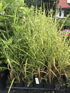 Miskant chiński (Miscanthus sinensis) Strictus zdjęcie sadzonki