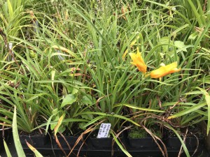 Liliowiec (Hemerocallis) Stella Doro zdjęcie sadzonki