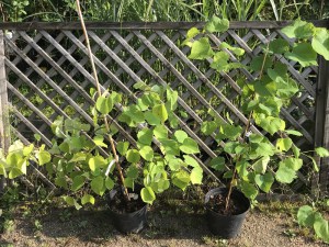 Judaszowiec kanadyjski (Cercis canadensis) Hearts of Gold c3 zdjęcie sadzonki