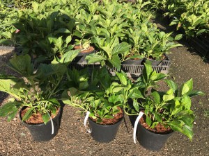 Hortensja ogrodowa (Hydrangea) Princess Diana c3 zdjęcie sadzonki