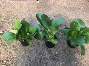 Bergenia sercolistna (Bergenia cordifolia) Jelle zdjęcie 3