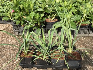 Jukka karolińska (Yucca filamentosa) Bright Edge zdjęcie 1