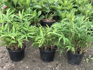 Bambus Bisseta - Fylostachys Bisseta (Phyllostachys bissetii) c2 zdjęcie sadzonki