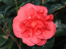 Kamelia japońska (Camellia japonica) Lady Campbell c2 zdjęcie 7