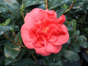 Kamelia japońska (Camellia japonica) Lady Campbell c2 zdjęcie 6