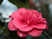 Kamelia japońska (Camellia japonica) Lady Campbell c2 zdjęcie 2