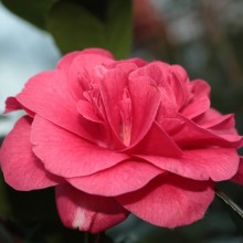 Kamelia japońska (Camellia japonica) Lady Campbell zdjęcie 1