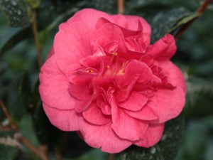 Kamelia japońska (Camellia japonica) Lady Campbell zdjęcie 6