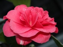 Kamelia japońska (Camellia japonica) Lady Campbell c2 zdjęcie 3