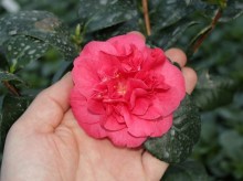 Kamelia japońska (Camellia japonica) Lady Campbell c2 zdjęcie 4