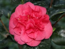 Kamelia japońska (Camellia japonica) Lady Campbell c2 zdjęcie 5
