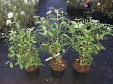 Kalina japońska (Viburnum plicatum) Watanabe c3 zdjęcie sadzonki