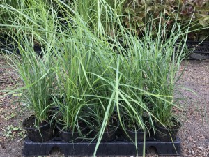 Miskant chiński (Miscanthus sinensis) Punktchen zdjęcie sadzonki