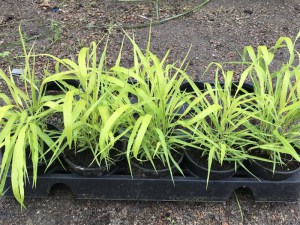 Trawa bambusowa (Hakonechloa) Sunflare zdjęcie sadzonki