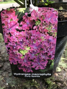 'Hortensja ogrodowa (Hydrangea) Curly Sparkle c3 zdjęcie 6' Hortensja ogrodowa (Hydrangea) Curly Sparkle c3 zdjęcie 6