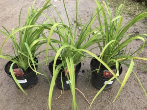 Liliowiec (Hemerocallis) Autumn Red c3 zdjęcie sadzonki