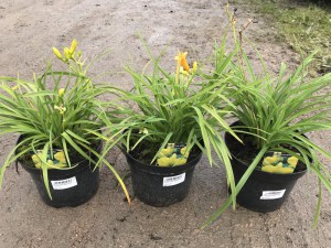 Liliowiec (Hemerocallis) Stella D&#39;oro c3 zdjęcie sadzonki