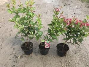Krzewuszka (Weigela) Red Princes c2 zdjęcie sadzonki