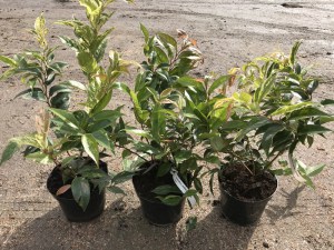 Kiścień Waltera, kiścień wawrzynowy (Leucothoe walteri) Rainbow zdjęcie sadzonki