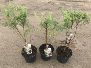 Tamaryszek rozgałęziony (Tamarix ramosissima) Rubra c2 zdjęcie sadzonki