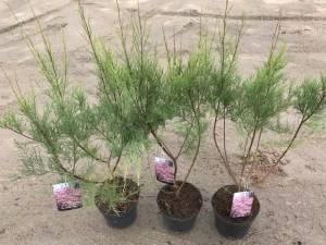 Tamaryszek czteropręcikowy, tamaryszek drobnokwiatowy (Tamarix parviflora) c2 zdjęcie sadzonki