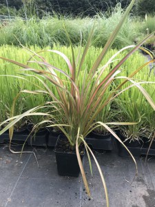 Len nowozelandzki (Phormium tenax) Jester zdjęcie sadzonki