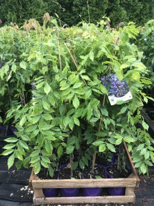 Glicynia chińska (Wisteria chinensis) Amethyst c2 zdjęcie sadzonki