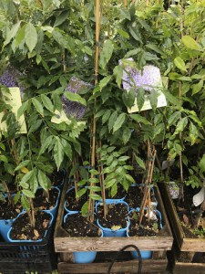 Glicynia kwiecista (Wisteria floribunda) Ludwik Lawin zdjęcie sadzonki