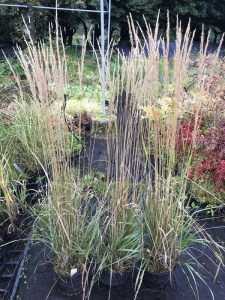 trzcinnik ostrokwiatowy (Calamagrostis acutiflora) Overdam c3 zdjęcie sadzonki